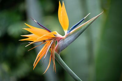 Close-up of yellow flower