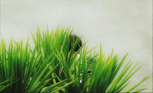 Close-up of fresh green grass