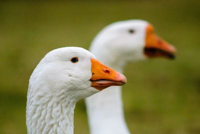 Close-up of ducks