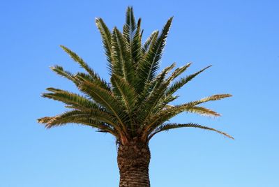 Low angle view of palm tree against blue sky