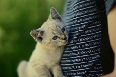 Close-up of kitten looking at camera