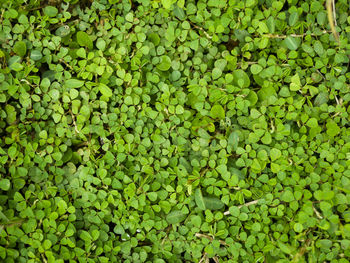 Full frame shot of leaves floating on water