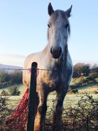 Portrait of horse standing on field against clear sky