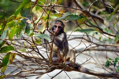 Portrait of monkey on tree