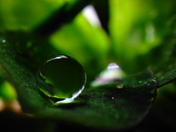 Close-up of water drop on leaf