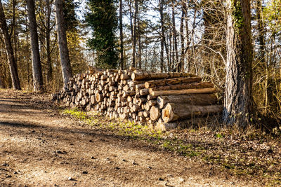 View of an trees in forest