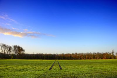 Scenic view of grassy field against blue sky