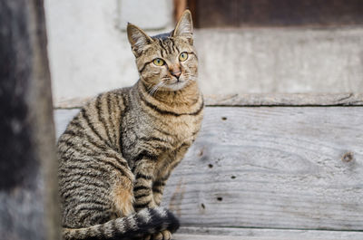 Portrait of cat sitting outdoors