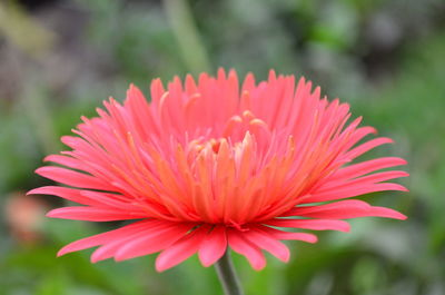 Close-up of red flower