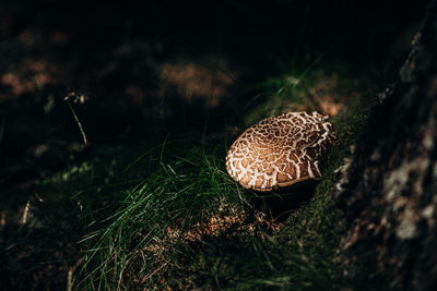 Close-up of mushroom growing on field