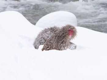 View of an animal on snow covered landscape