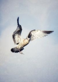 Low angle view of birds flying against sky