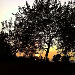 Silhouette of trees at sunset