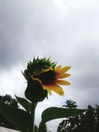 Low angle view of flower against sky