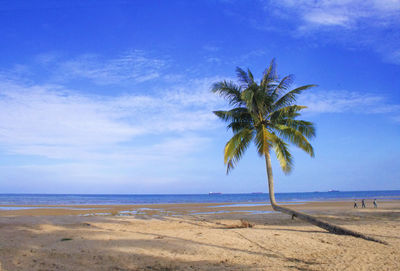 Scenic view of sea coconut tree against blue sky