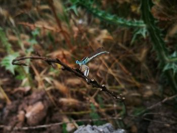 Close-up of insect flying over a field