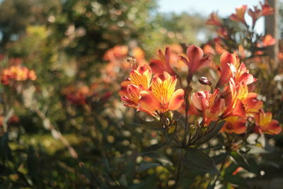 Close-up of orange flowering plants