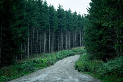 Road amidst trees in forest