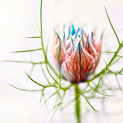 Close-up of nigella against white background