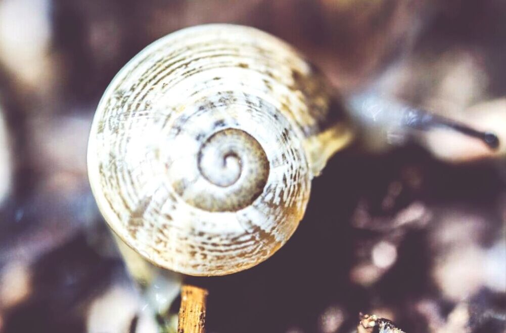 snail, animal shell, animal themes, animals in the wild, wildlife, close-up, shell, one animal, focus on foreground, mollusk, nature, natural pattern, mollusc, selective focus, outdoors, spiral, day, no people, beauty in nature, pattern