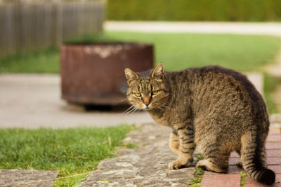 Portrait of cat in back yard