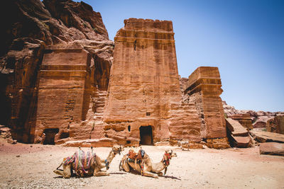Camels resting against old ruins at desert