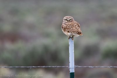 Close-up of owl perching on outdoors