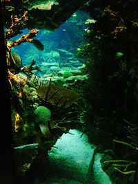 Close-up of fish swimming in sea