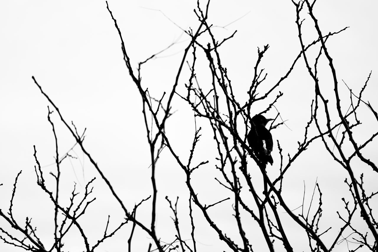 LOW ANGLE VIEW OF BIRD PERCHING ON BRANCH