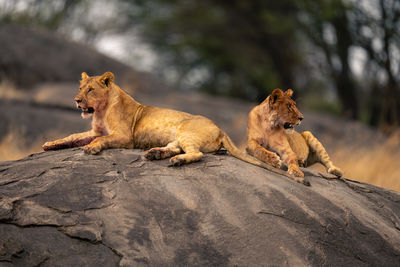 Lioness looking away