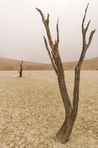 Bare tree on sand against sky