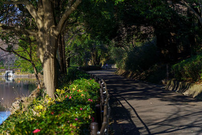 Footpath amidst plants and trees by road in city