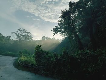 Trees growing by road against sky