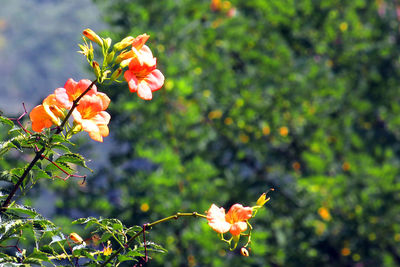Close-up of orange flowers blooming on tree