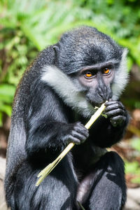 Close-up portrait of black eating food