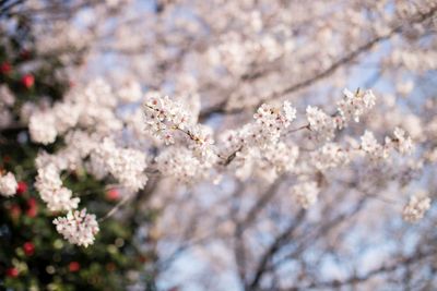 Close-up of cherry blossom