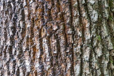 Full frame shot of tree trunk
