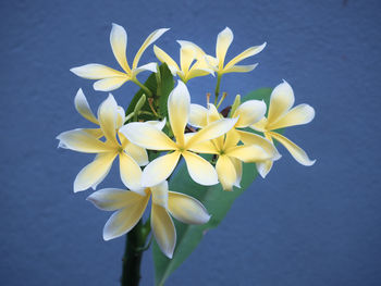 Close-up of frangipani blooming outdoors