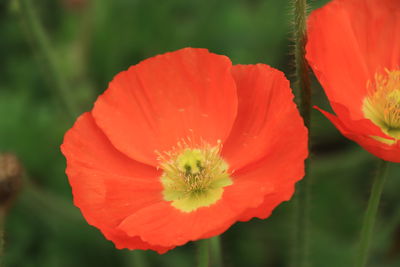 Close-up of red poppy flower