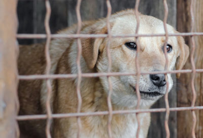 Close-up portrait of a dog in cage