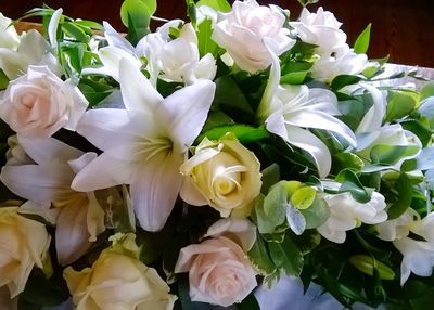 Close-up of white rose blooming outdoors