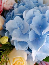 High angle view of white hydrangea flowers