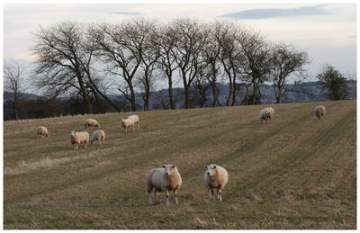 Sheep grazing in a field
