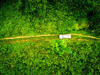 Information sign on road amidst trees in forest