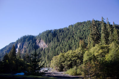 Scenic view of forest against clear blue sky