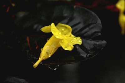 Close-up of yellow flower against black background