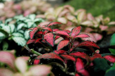 Close-up of wilted flowers