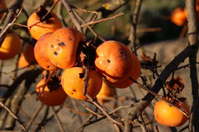 Close-up of fruit growing on tree