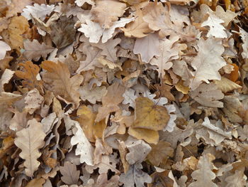 Full frame shot of dried autumn leaves