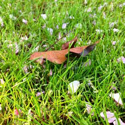 Plant growing on grassy field